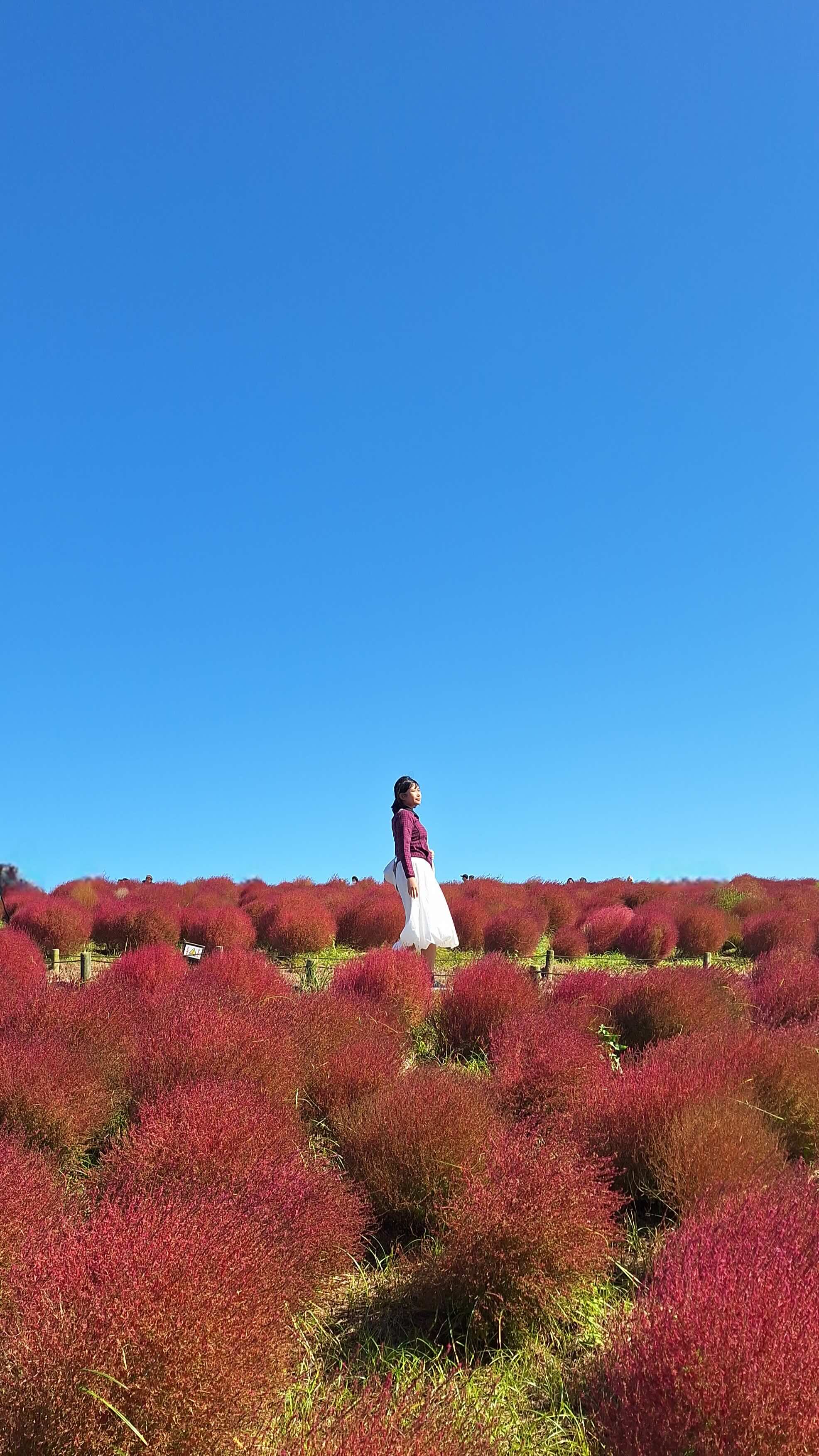 Red kochia bushes under a blue sky